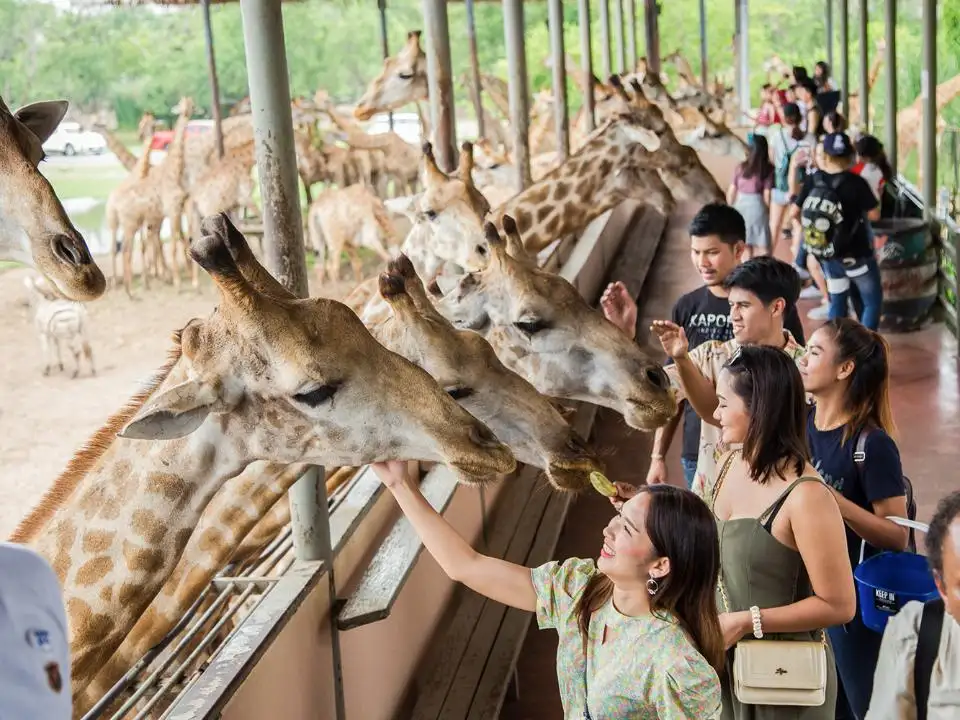 tourists feeding and petting giraffes in bangkok safari world