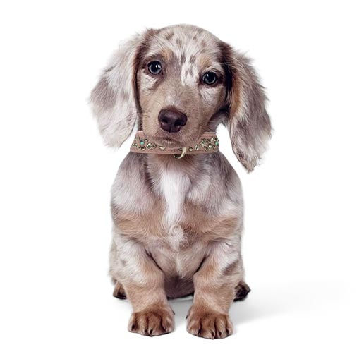 million_dollar_dachhund_dapple_isabell.jpg
