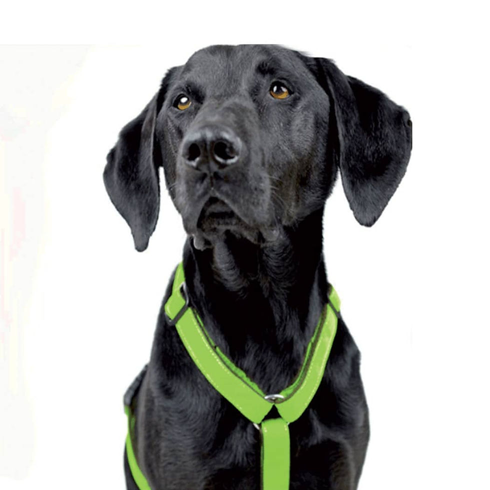 GESCHIRR “PURE LIME”