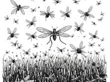 Residents Ask For Mosquito Relief