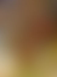 Recenzja książki "Dotknij, poczuj, zobacz (..)" Petera Wohllebena, czyli obalony mit leśnika