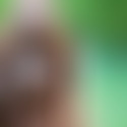 Unveiling the Smile: The Importance of Pet Dental Health