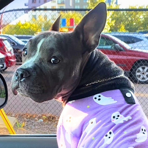 Lola Was Fighting for Her Life