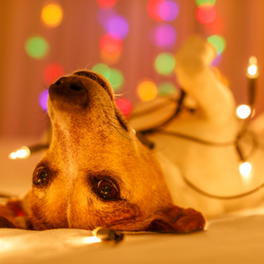 Tips for Keeping Your Pet Safe During the Holidays
