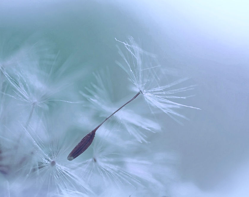 Dandelion%2520Parachute%2520Seed_edited_