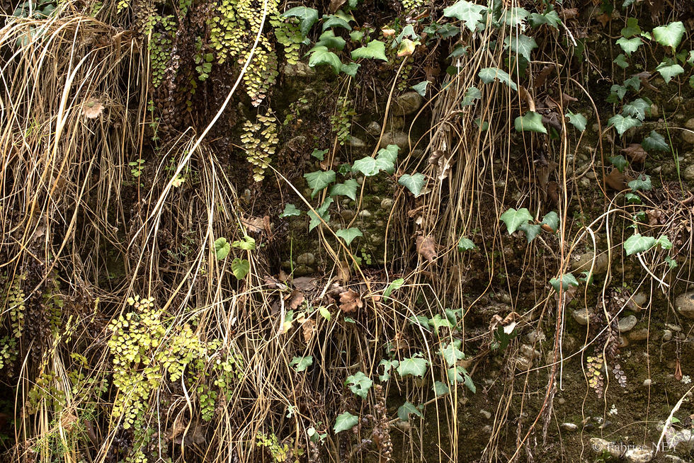 de rerum natura 21