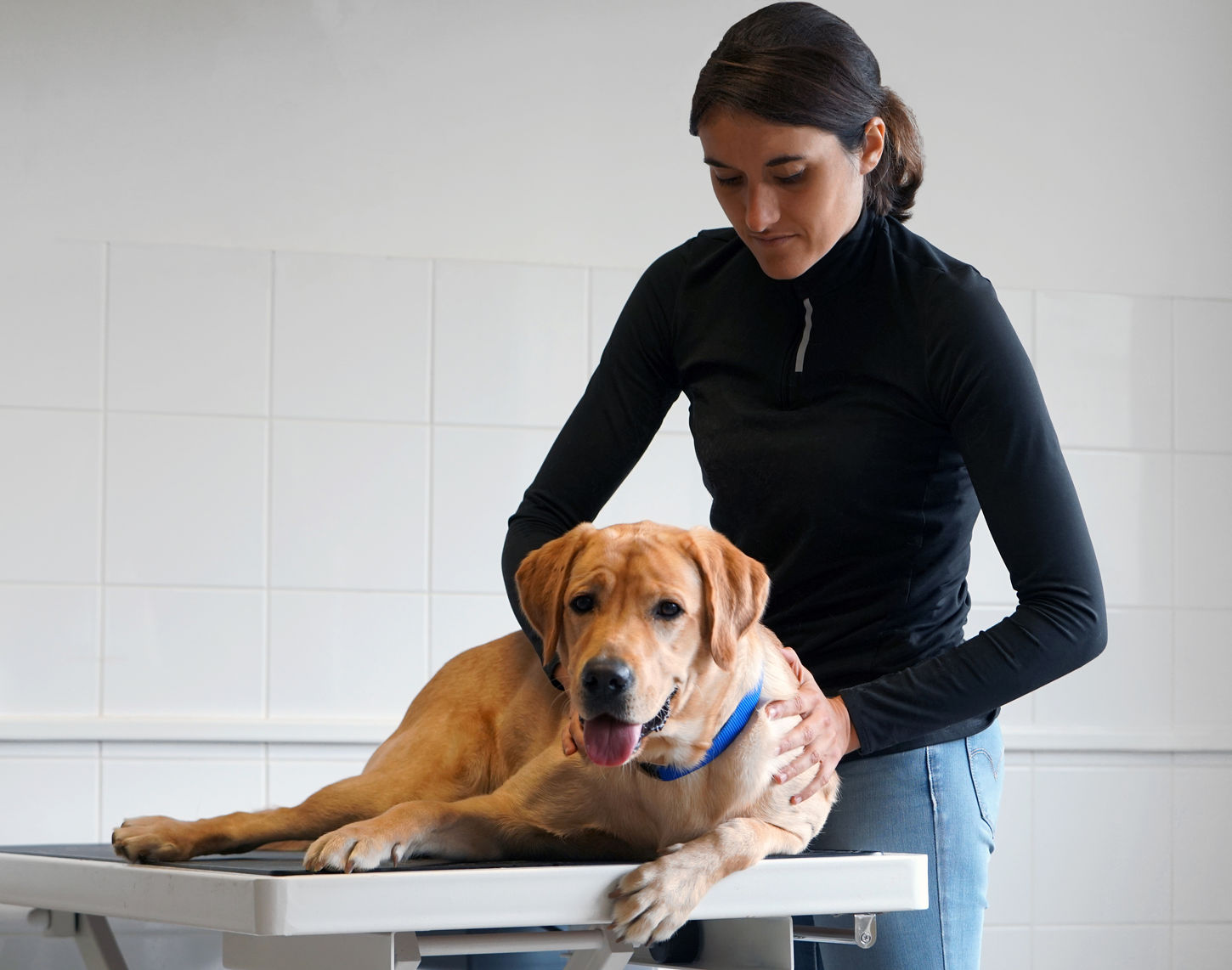 Osthéopathie - Chien