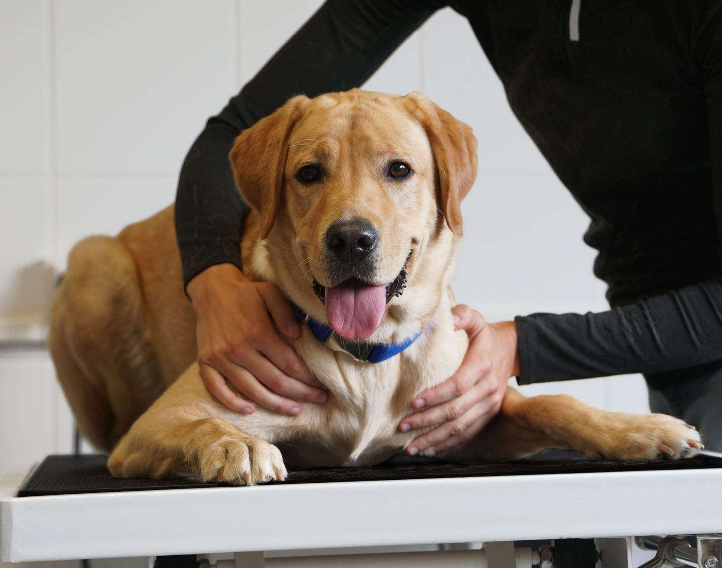 Osthéopathie - Chien