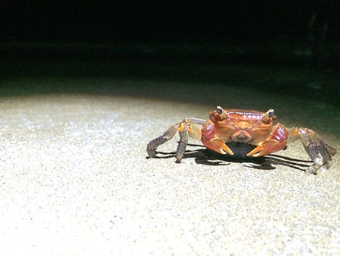 夜のカニ.jpg