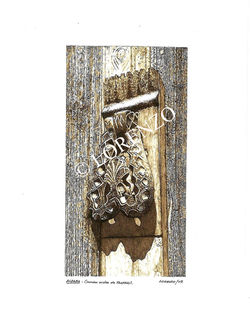 ALDABA_concha orden de Santiago_agua.jpg