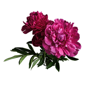 Untitled design (1).png