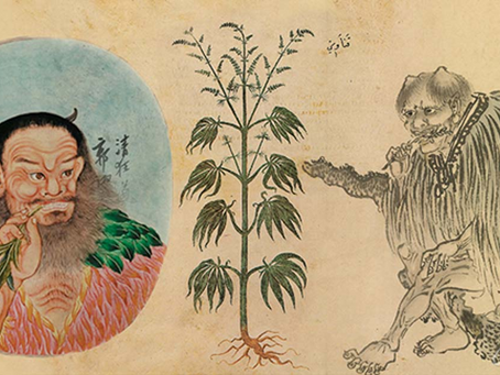 Maconha: Remédio ou Veneno