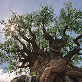 Animal Kingdom tree