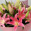Thumbnail: Pink Oriental Lily Bunch