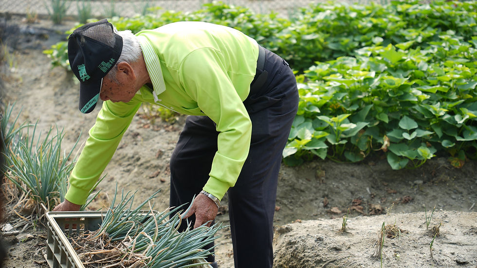 種植澳洲茶樹整理原菜園空間