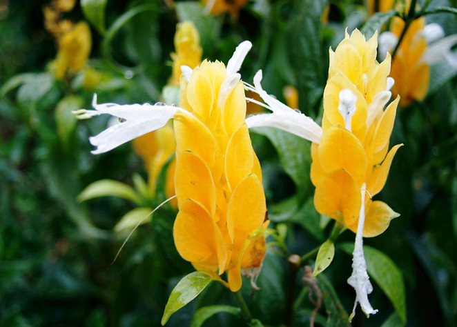 yellow flower