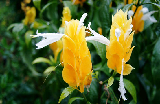 yellow flower