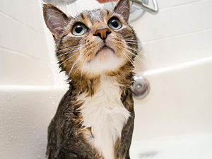 How To Groom Bath A Cat