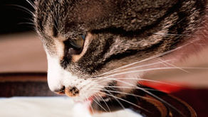 Should Cats Drink Milk?