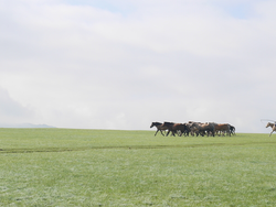 【Zoom】「スーホの白い馬」のモンゴルってどんなところ?(午前)