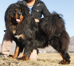 モンゴル犬は自立心が強く、警戒心が高いため、頼りにされる存在として大切