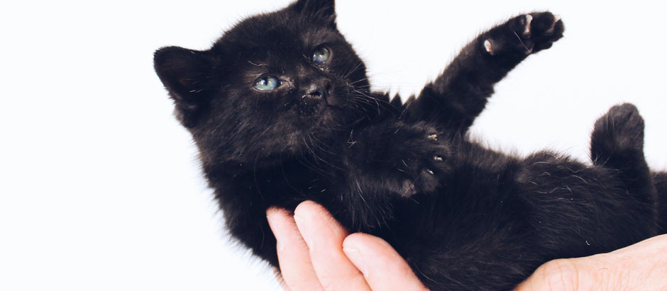How To Take Care Of Your Cats As Beginners