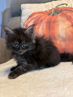 IMG_3828.jpeg