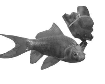 fish2 edited.png