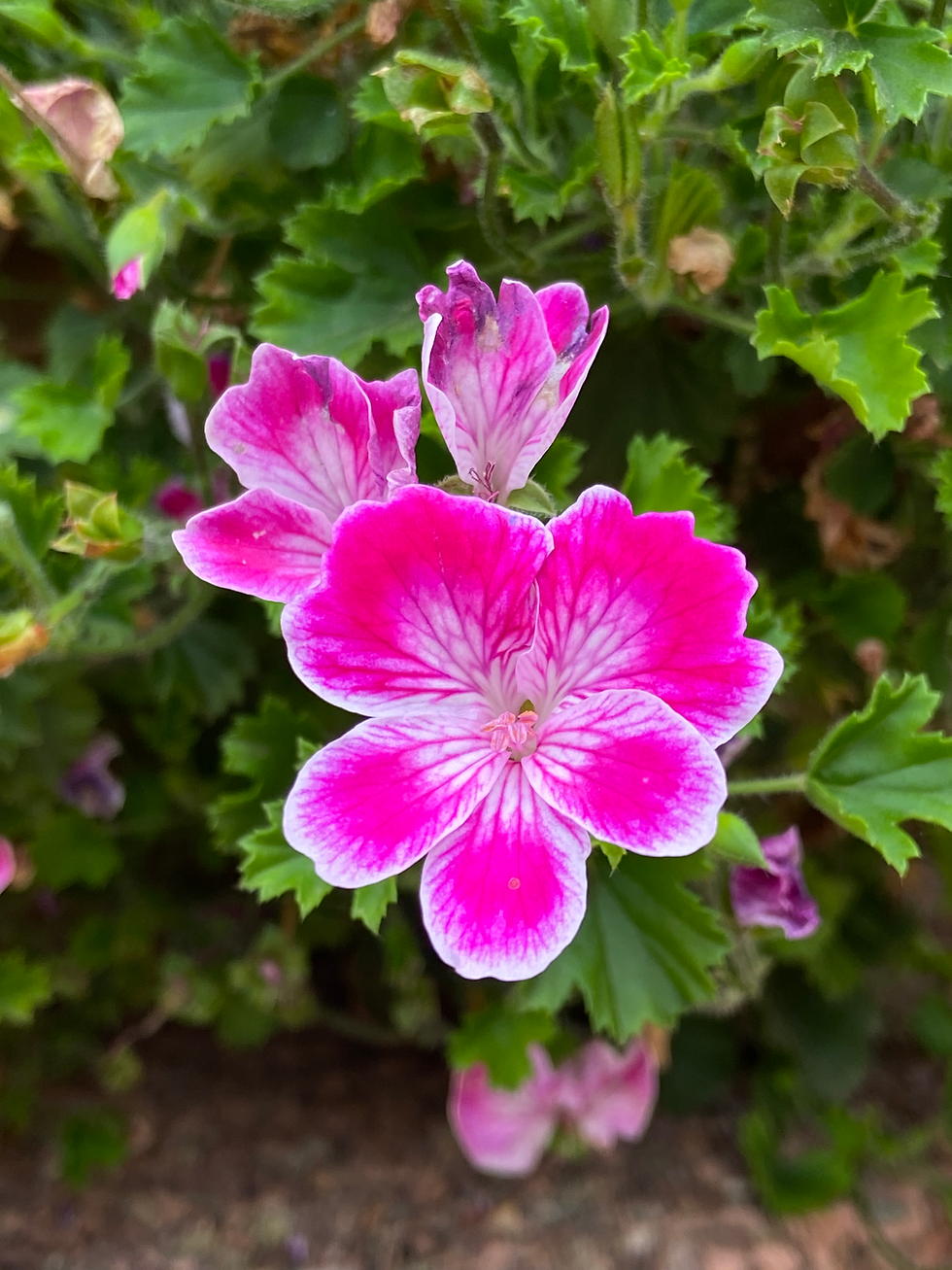 A Daily Devotion for Wednesday, December 31