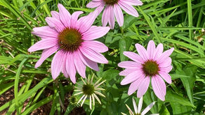A Daily Devotion for Friday, July 17