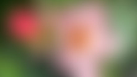 A Daily Devotion for Monday, April 13