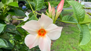 A Daily Devotion for Wednesday, January 8