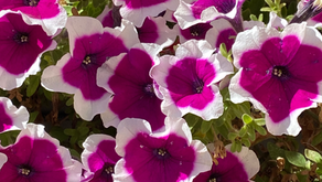 A Daily Devotion for Monday, December 1