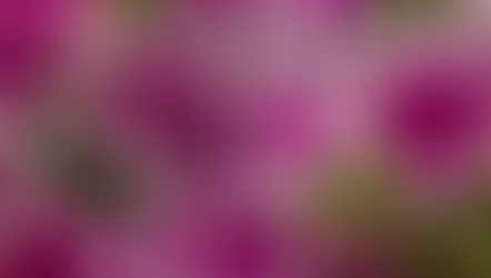 A Daily Devotion for Monday, December 1