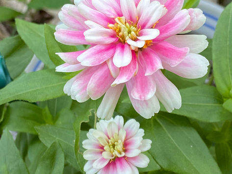 A Daily Devotion for Wednesday, August 12