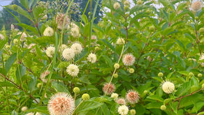 A Daily Devotion for Wednesday, March 25