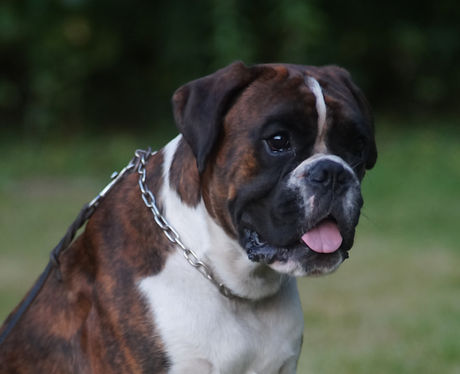 Boxer.JPG