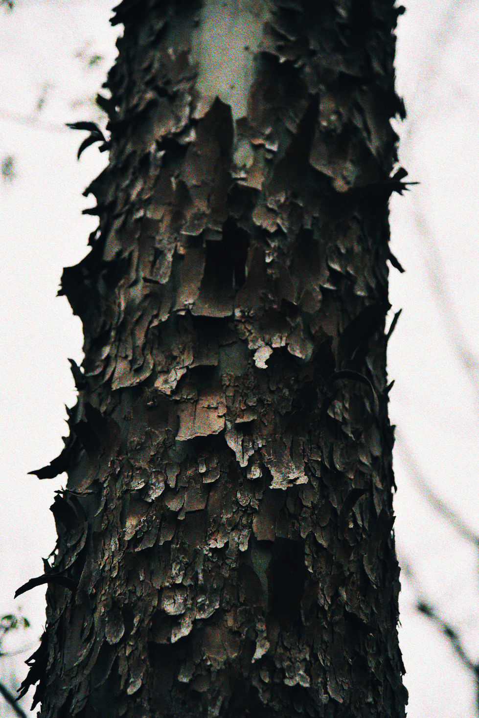 _SPF7753_VSCO