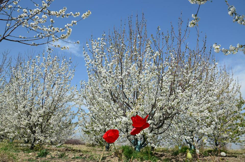 Albüm Fotoğrafları