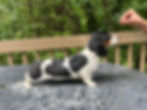 Black & Tan Piebald