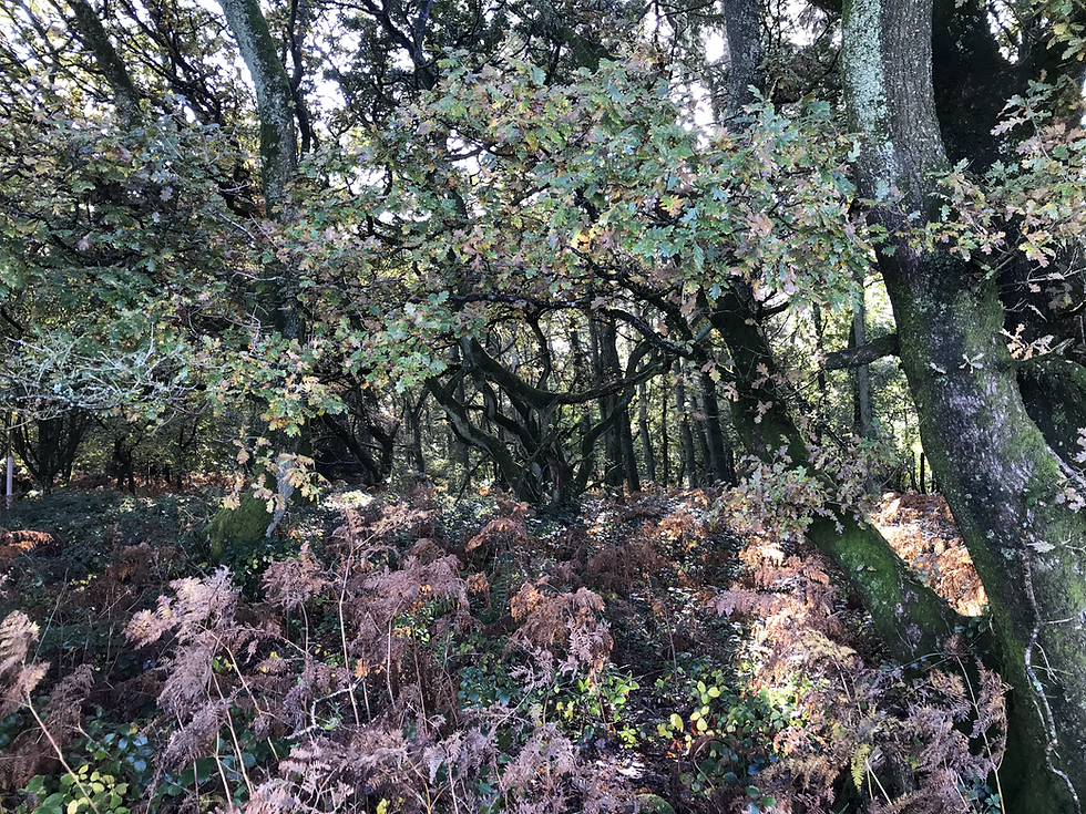 Gorgeous autumnal colours beginning to appear