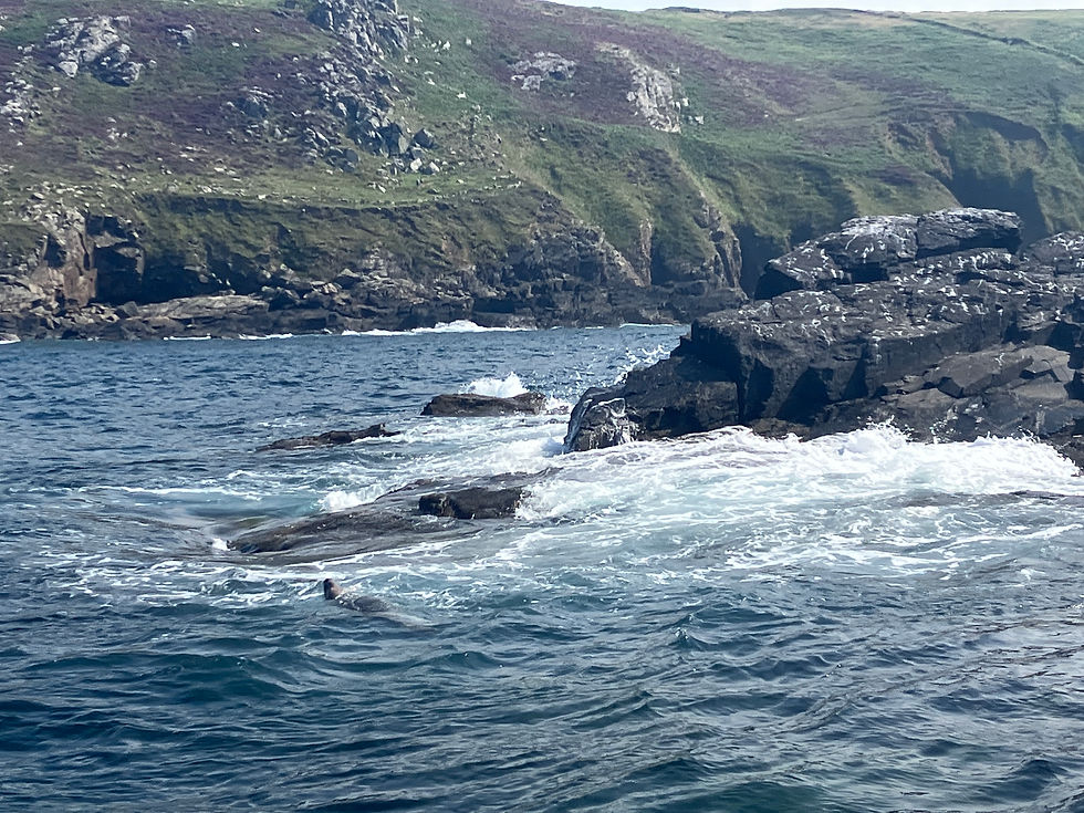 Seal spotting in St Ives