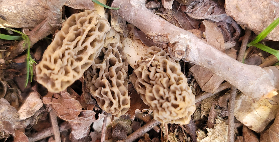 morel