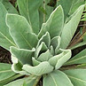 mullein_basal_rosette_5-22-14.jpg