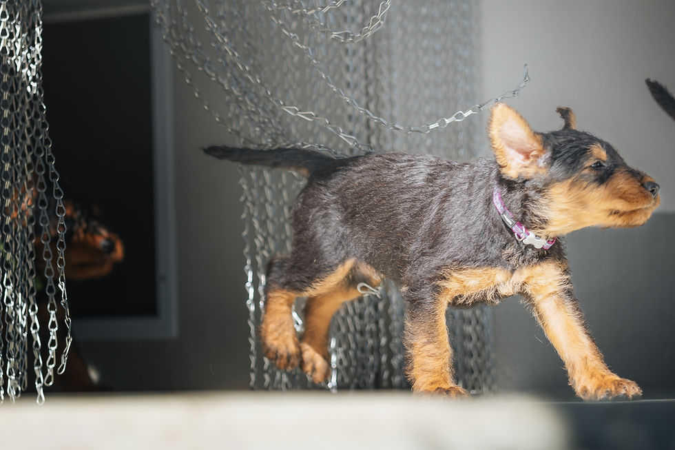 Siva`s Welpen Raufbolde im Garten-8