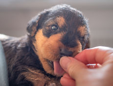 Welpen 1. feste Nahrung-3 2.jpg