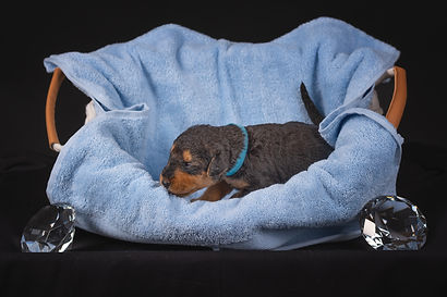 5 hellblaues Diamantensternchen.jpg