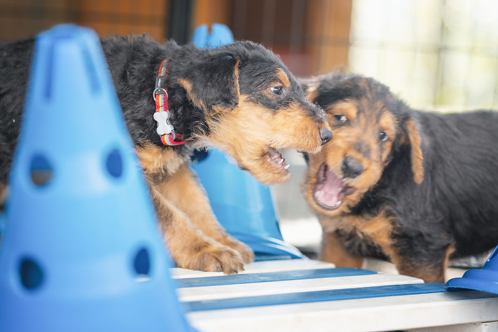 Siva`s Welpen Raufbolde im Garten-23