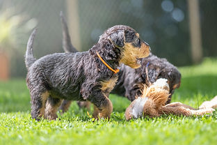 Siva`s Welpen im Garten-8.jpg