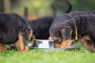 Siva`s Welpen im Garten-30.jpg